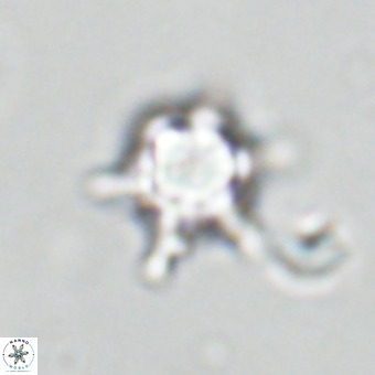 Discoaster virginianus VR 19441
