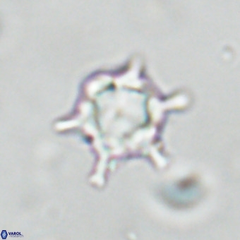 Discoaster virginianus VR 19443