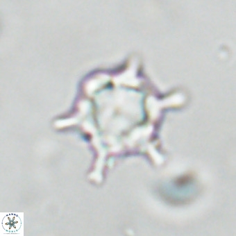 Discoaster virginianus VR 19443