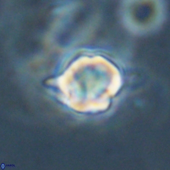 Discoaster virginianus VR 19454