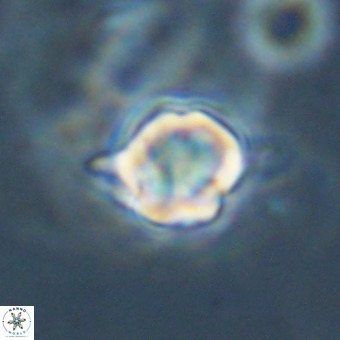 Discoaster virginianus VR 19454