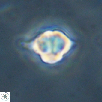 Discoaster virginianus VR 19456
