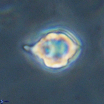 Discoaster virginianus VR 19457