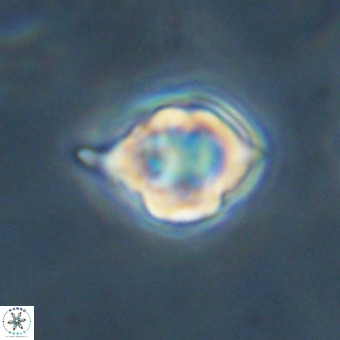 Discoaster virginianus VR 19457