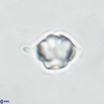 Discoaster virginianus VR 19458