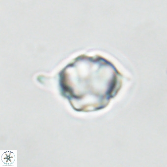 Discoaster virginianus VR 19458