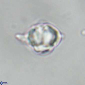 Discoaster virginianus VR 19459