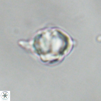 Discoaster virginianus VR 19459