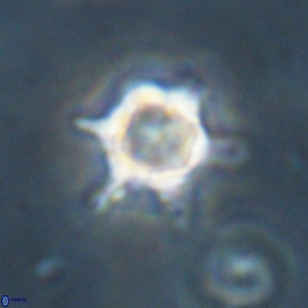 Discoaster virginianus VR 19451