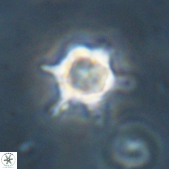 Discoaster virginianus VR 19451