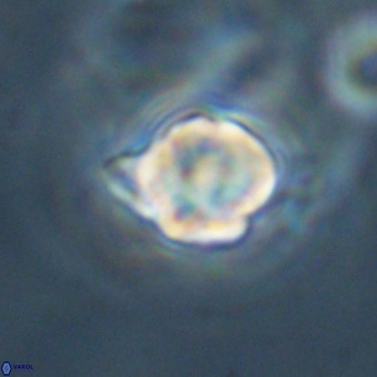 Discoaster virginianus VR 19453