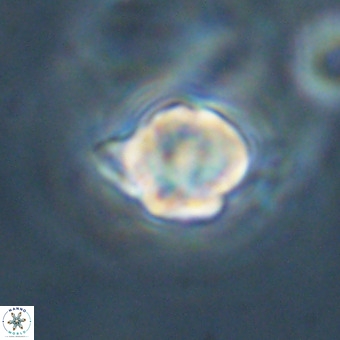 Discoaster virginianus VR 19453