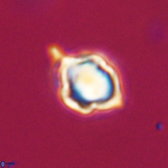 Discoaster virginianus VR 19464