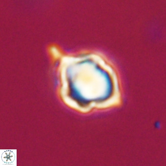 Discoaster virginianus VR 19464