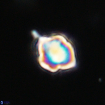 Discoaster virginianus VR 19465