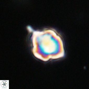 Discoaster virginianus VR 19465