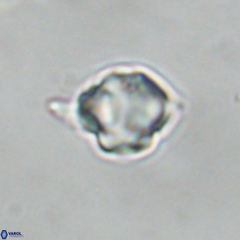 Discoaster virginianus VR 19460