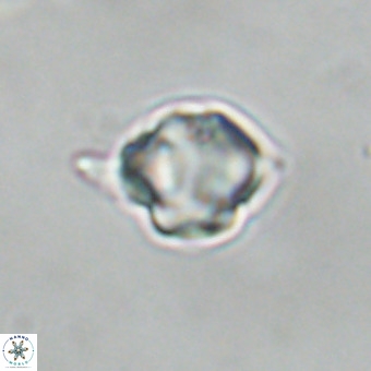 Discoaster virginianus VR 19460