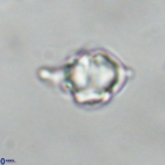 Discoaster virginianus VR 19461