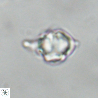 Discoaster virginianus VR 19461