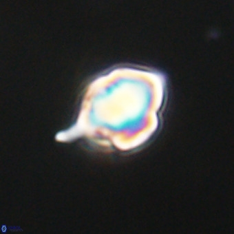 Discoaster virginianus VR 19462