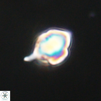 Discoaster virginianus VR 19462