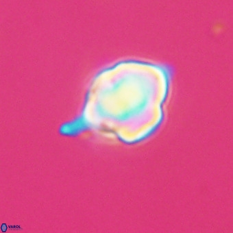 Discoaster virginianus VR 19463