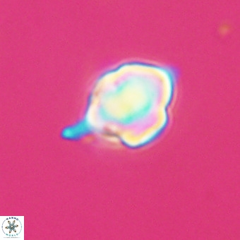 Discoaster virginianus VR 19463