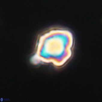 Discoaster virginianus VR 19477