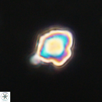 Discoaster virginianus VR 19477