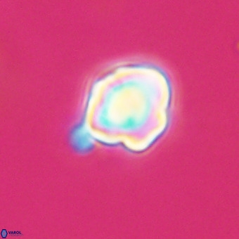 Discoaster virginianus VR 19478