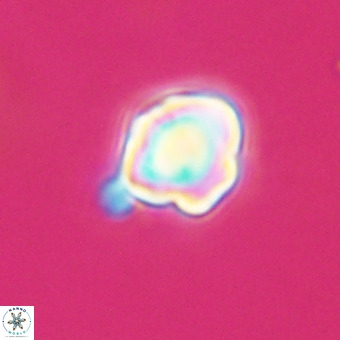 Discoaster virginianus VR 19478