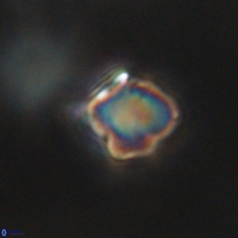 Discoaster virginianus VR 19471