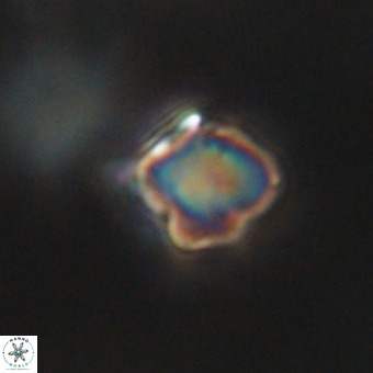 Discoaster virginianus VR 19471