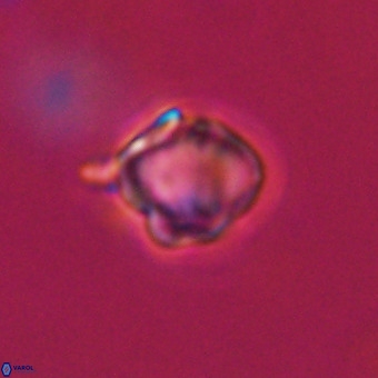 Discoaster virginianus VR 19472