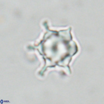 Discoaster virginianus VR 19484