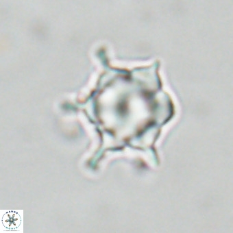 Discoaster virginianus VR 19484