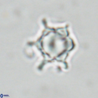 Discoaster virginianus VR 19485