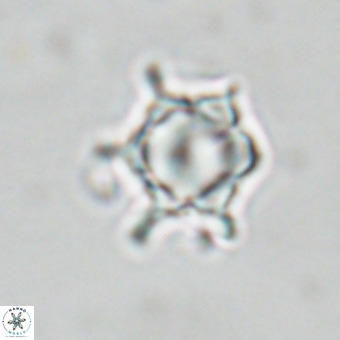 Discoaster virginianus VR 19485