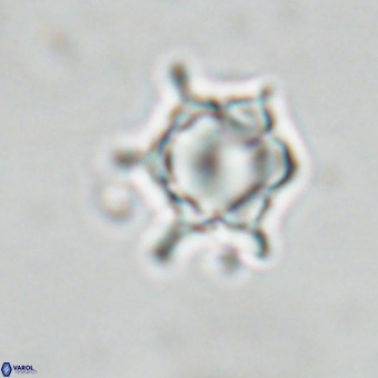 Discoaster virginianus VR 19486