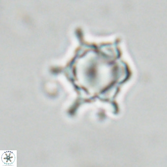 Discoaster virginianus VR 19486