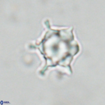 Discoaster virginianus VR 19487