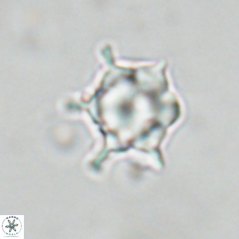 Discoaster virginianus VR 19487