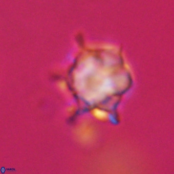 Discoaster virginianus VR 19488