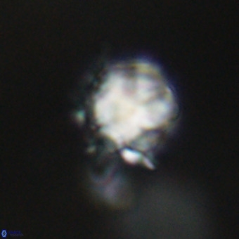 Discoaster virginianus VR 19489