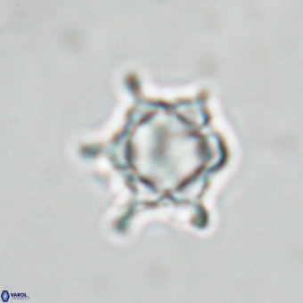 Discoaster virginianus VR 19481