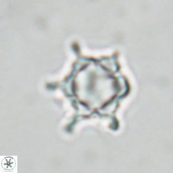 Discoaster virginianus VR 19481