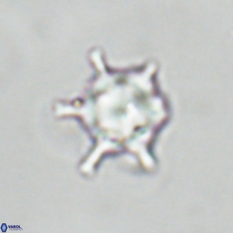 Discoaster virginianus VR 19483