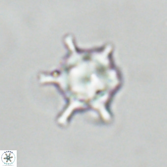 Discoaster virginianus VR 19483