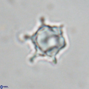 Discoaster virginianus VR 19494